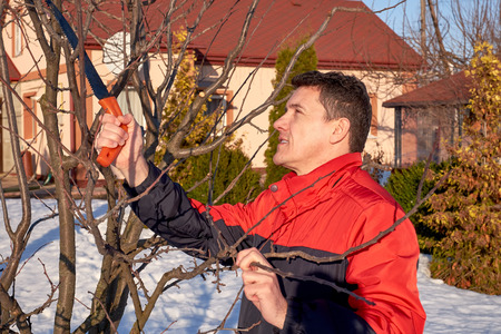 Middle aged man with saw pruning tree branchesの写真素材