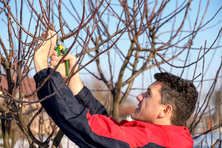 Middle aged man with shears pruning tree branches in early spring