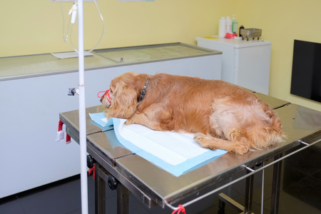 old spaniel dog by anesthesia on the operating tableの写真素材