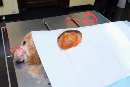 Large hematoma tumor on the leg of the dog. spaniel with bound mouth under anesthesiaの写真素材