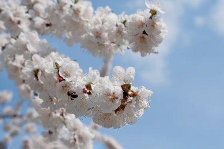 apricot tree in bloom in spring. apricot tree branch with flowers. selective focusの写真素材