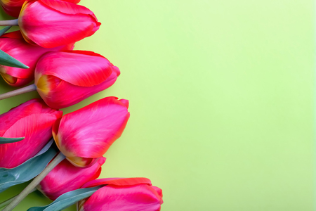 Bouquet of red tulips on green pastel background with copy space for text. Festive greeting card conceptの写真素材
