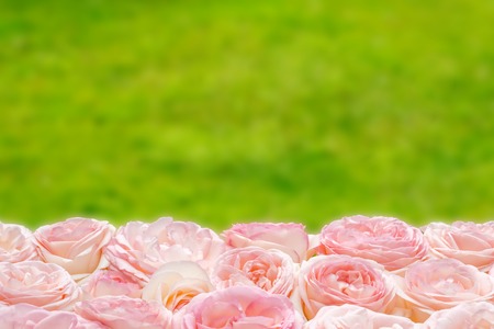 many pink roses on green blurred nature background.の写真素材