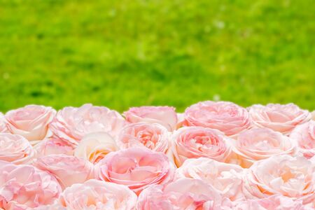 pink roses on green blurred nature background. Close up view, copy space for textの写真素材