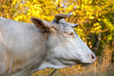 portrait of a cow grazing on background of autumn forest. Closeup viewの写真素材