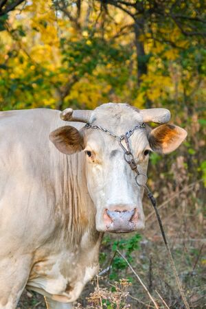 portrait of a cow looking at camera on background of autumn forest. Closeup viewの写真素材