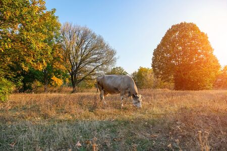White cow grazing on meadow in evening, on background of autumn forest.の写真素材