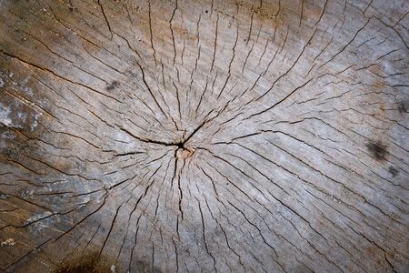 texture of old weathered and cracked tree stump. Closeup viewの写真素材