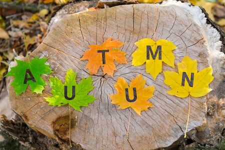 Autumn concept. Six different colorful leaves with cut letters on grey old sump in forest, closeup viewの写真素材