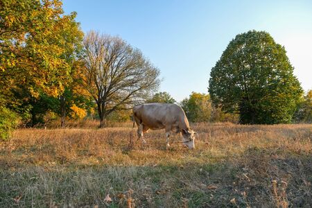 White cow grazing on meadow in forest, on background of autumn trees.の写真素材