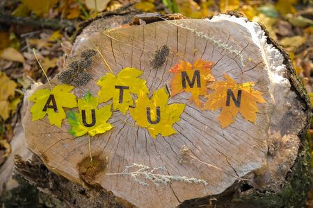 Autumn concept. Six colorful leaves with cut letters on grey old sump in forest, closeup viewの写真素材