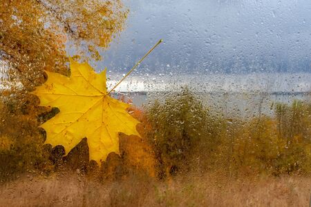 maple leaf on the wet glass with drops after rain against rural backgroundの写真素材
