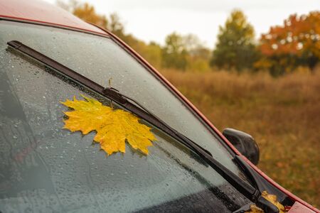 Yellow maple leaf under car wiper on windshield in rainy autumn day.の写真素材