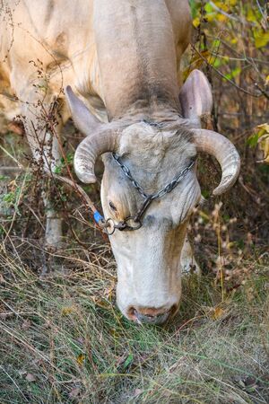 portrait of a cow eating grass on background of autumn forest. Closeup viewの写真素材