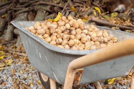 Full wheelbarrow of walnuts in autumn garden. Harvest nuts.の写真素材