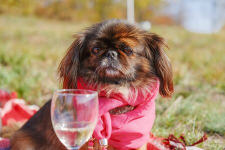 Pekingese dog in red scarf looks on wine glass with champagne in autumn park. Relax and leisure conceptの写真素材