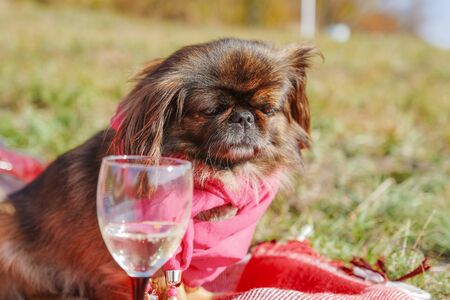 Pekingese dog in red scarf looks on wine glass with champagne in autumn park. Relax and leisure concept. portrait, closeup viewの写真素材