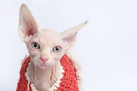 bald Sphynx cat portrait. Shorthair kitten two months old on white background. Closeup view, copy spaceの写真素材