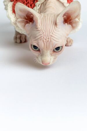 bald Sphynx cat portrait. Shorthair kitten two months old on white background. vertical orientation, copy spaceの写真素材