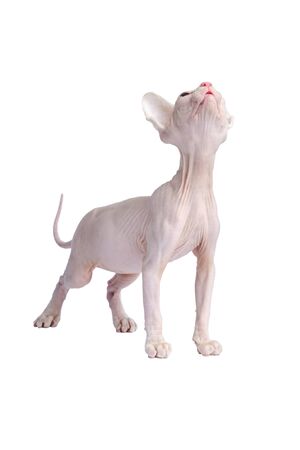 bald Sphynx cat looks up. Short hair kitten two months old isolated on white background. vertical orientationの写真素材