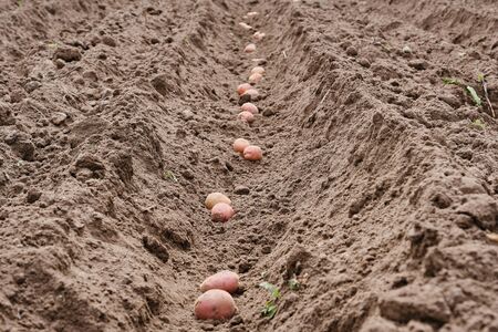 potato tubers plants in the furrow early spring. Seasonal work, planting organic vegetables, selective focusの写真素材