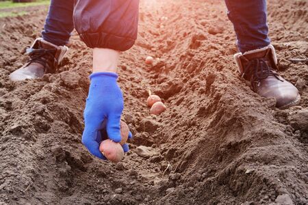 Woman hand in blue gloves planting potato tubers into soil in early spring. Seasonal work, planting organic vegetables. close up viewの写真素材