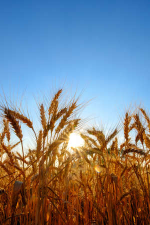 golden ripe wheat ears in evening on the field at sun and blue sky background.の写真素材