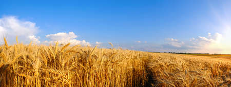 Panorama field of Golden wheat on hilly terrain and tractor trail at blue sky background with white cloudsの写真素材