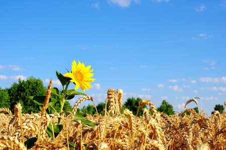 Single sunflower in ripe golden colored wheat field at blue sky background.の写真素材