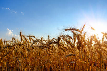 golden ripe wheat ears in evening on the field at sun, clouds and blue sky background.の写真素材