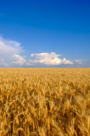 Field of golden wheat at blue sky background with white clouds. Agriculture and farming concept, copy space, vertical orientationの写真素材