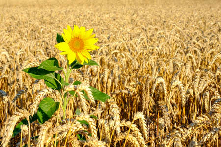 Single sunflower in ripe golden colored wheat field. Agriculture, farming concept. Copy spaceの写真素材