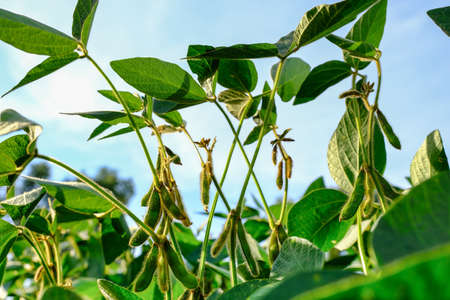 Young green unripe soybean pods on the stem of plant in a soybean field. Period of active growth of crops. Alternative biofuel.の写真素材