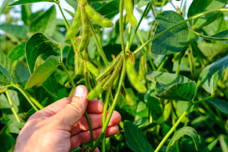 Young green unripe soybean pods on the stem of plant in mans hand. Period of active growth of crops. Alternative biofuel.の写真素材