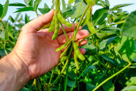 Young green unripe soybean stems in mans hand. Period of active growth of crops. Agriculture conceptの写真素材
