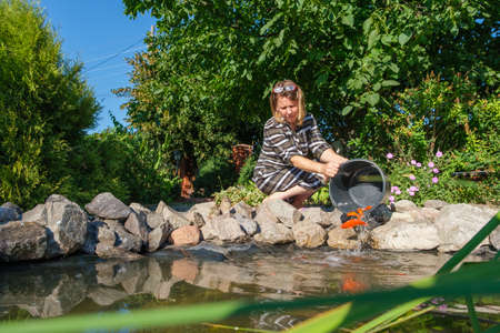Middle-aged caucasian woman pouring goldfish out from bucket into decorative garden fish pond. Releasing caught fish back into the water.の写真素材