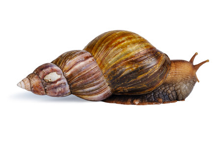 big brown snail goes away isolated on white background. Close-up viewの写真素材
