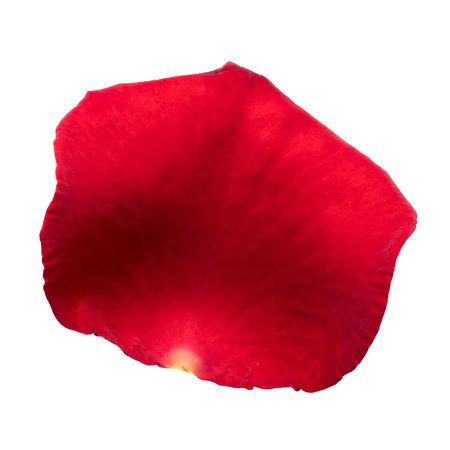 One red rose petal on white background isolated. Close-up, macro shot. Can be used for design of valentines and wedding cards. High quality photoの写真素材