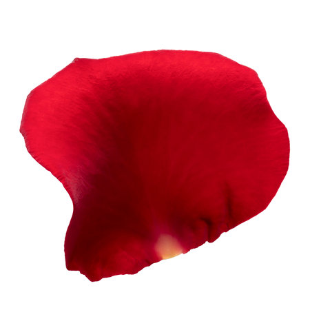 One red rose petal on white background isolated. Close-up, macro shot. Can be used for design of valentines and wedding cards. High quality photoの写真素材