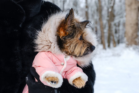 Unrecognized woman holds her dressed dog in her arms in winter outdoors on walk. Pet care concept.の写真素材
