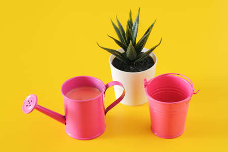 Watering Can And Bucket Near flowerpot with succulent on yellow background,closeup viewの写真素材