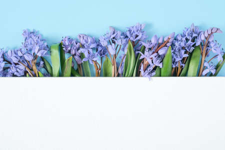 Snowdrop flowers under blank white canvas. Festive floral composition with copy space on blue pastel background. Flat lay, top view, spring minimal concept. Creative flowers flat lay.の写真素材