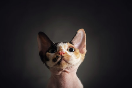 Close-up curiosity muzzle of Cat breed Devon Rex, portrait on dark background, copy space