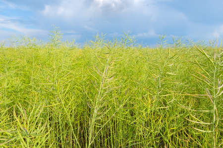 Closeup of green unripe rape oilseed on a cloudy blue sky background in summer. Unripe young and green rapeseed pods fieldの写真素材