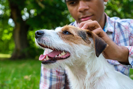 Purebred Jack Russell Dog on walk in park in summer. African American man playing with his Jack Russell Terrier and stroking of cute dog close up.の写真素材