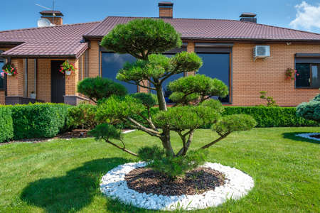 Backyard garden with nicely trimmed bonsai, bushes and trees in front of the European style villa. Landscape design. High quality photoの写真素材