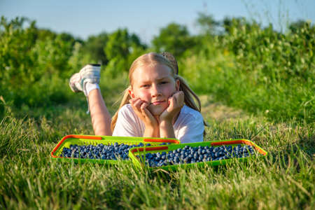 Farmers little daughter picks blueberries from a bush on an organic farm and puts them in a basket and rests on the grass. Family business concept.の写真素材