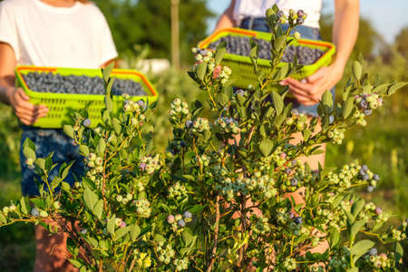 Blueberry bush and a young mother with her daughter picking berries in a basket on an organic farm. Family business concept.の写真素材