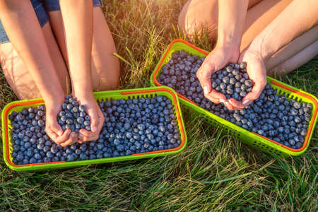 Young mother with her daughter picking blueberries on organic farm and pours them in a baskets. Family business concept. Top viewの写真素材