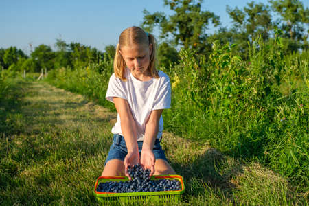 Farmers little daughter picks blueberries from a bush on an organic farm and pours them into a basket. Family business concept.の写真素材